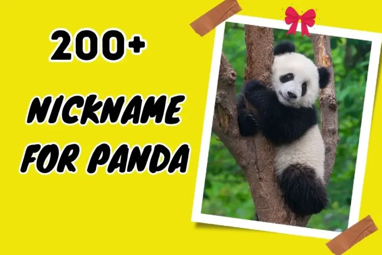 Nickname for Panda – Fun and Creative Suggestions