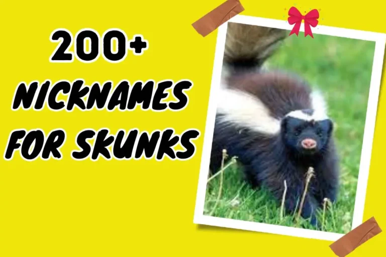 Nicknames for Skunks – Unique, Quirky Options
