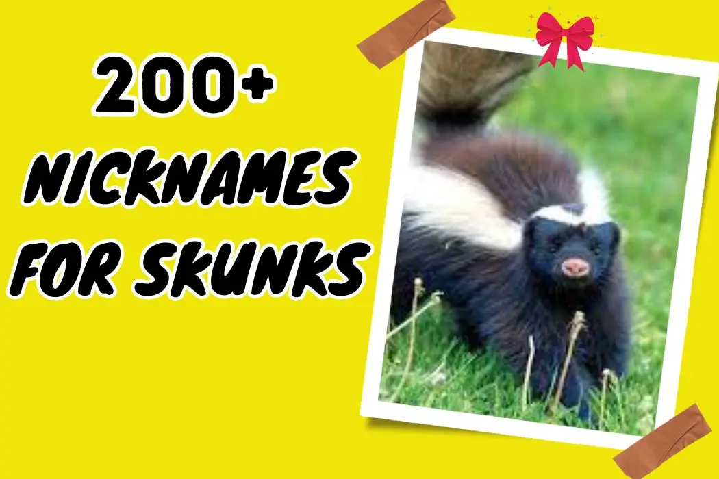 Nicknames for Skunks