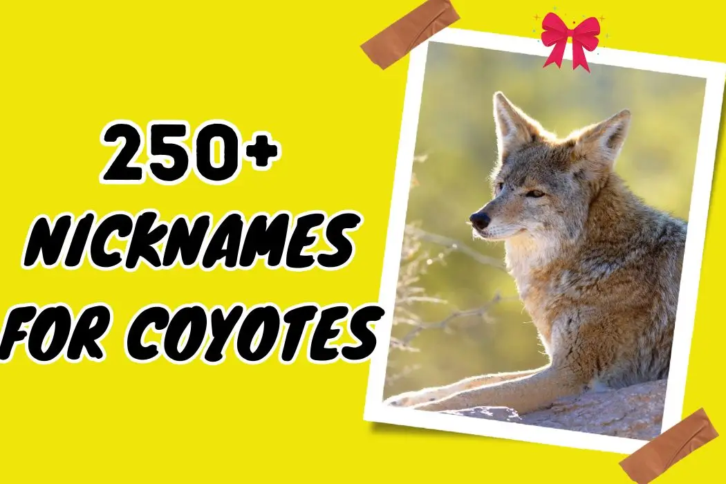 Nicknames for Coyotes