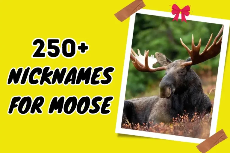 Endearing Nicknames for Moose – Show Your Affection